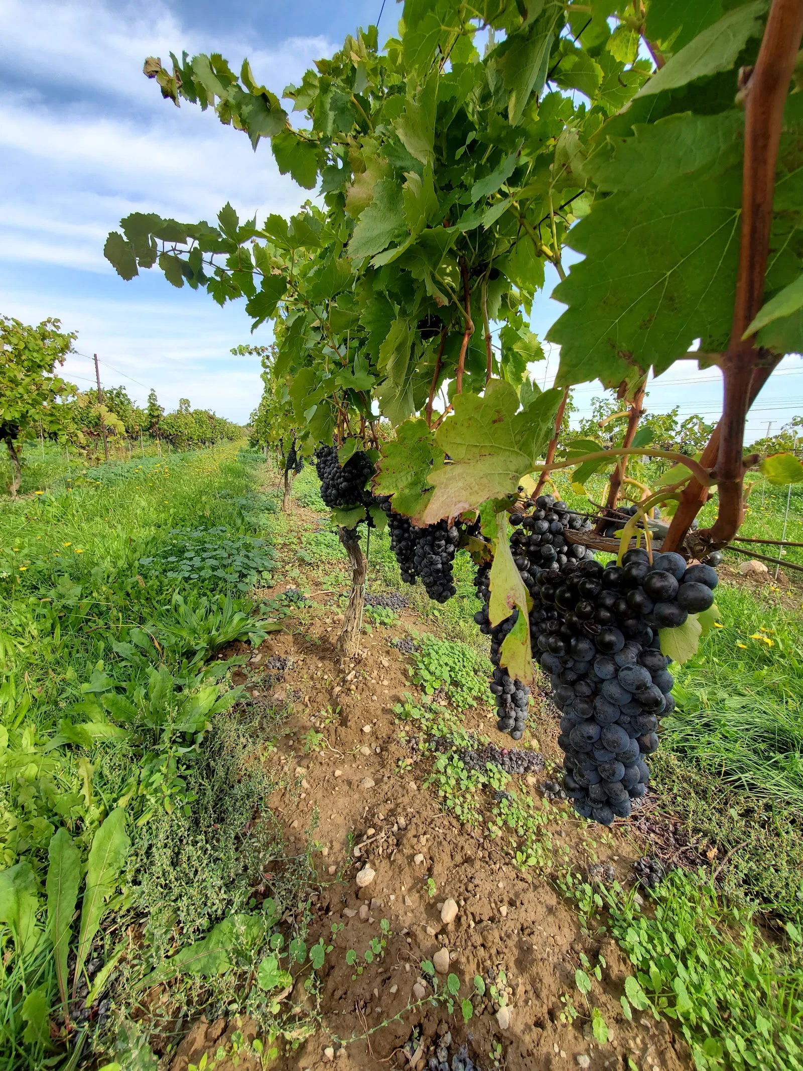 Vieni Estates Inc