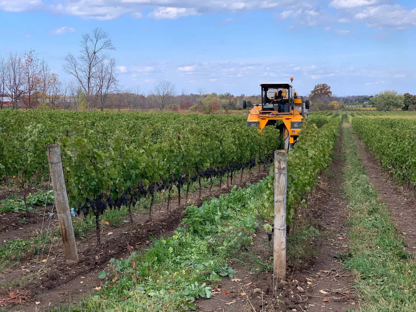 Commisso Estate Winery